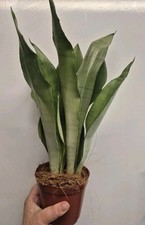 Sansevieria moonshine 12cm for sale  LONDON