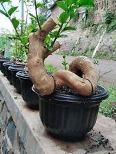 Actual bonsai. with d'occasion  Expédié en Belgium