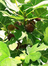 Organic fig tree for sale  Crozet
