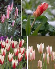 Bunt gemischte wildtulpenzwieb gebraucht kaufen  Kaiserslautern
