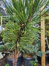 Pinus mugo wintergold for sale  Woodleaf