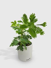 Mimosa pudica shame for sale  Great Neck