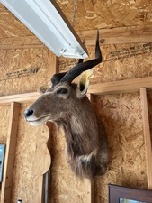 African nyala antelope for sale  Salem