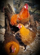 Golden deathlayer hatching for sale  Husser