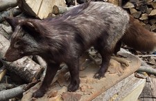 taxidermy fox for sale taxidermy fox for sale Sherrill