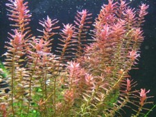 Rotala indica 7stems for sale  Vero Beach