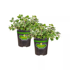 Oz. greek oregano for sale  Denver