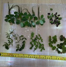Easy grow floating for sale  STOKE-ON-TRENT