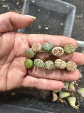 30pcliving stone .lithops for sale  Battle Creek