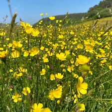 Meadow buttercup seeds for sale  RUGBY