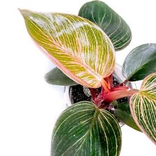 Philodendron pink birkin for sale  NORTHAMPTON
