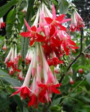 Bolivian white fuchsia for sale  Shipping to Ireland