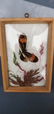 Präparierter schmetterling ho gebraucht kaufen  Wittstock/Dosse
