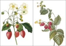 Redoute fruit illustrations for sale  Forest Grove