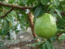 Thai guavas tropical for sale  Norwalk
