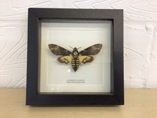 bug collection for sale bug collection for sale LUTON