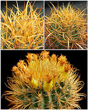 Graines ferocactus chrysacanth usato  Nizza di Sicilia
