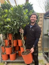 Dark green 5ft for sale  UK