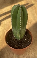 Marginatocereus marginatus mex for sale  SHEFFIELD