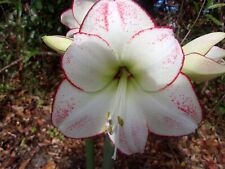 Amaryllis bulb picasso for sale  Greenwood