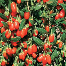 Gal. pot goji for sale  Miami