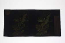 autochromes d'occasion  Expédié en Belgium