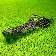 2500 duckweed pond for sale  PETERBOROUGH