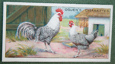 Campine chickens poultry for sale  DERBY
