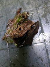 Legni per acquario usato  Salerno