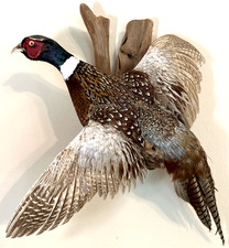 Ring necked pheasant for sale  Katy