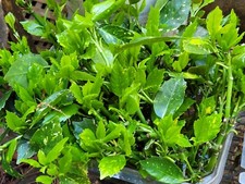 Cuttings beautiful aucuba for sale  King George