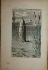 Mid 19th century d'occasion  Expédié en Belgium