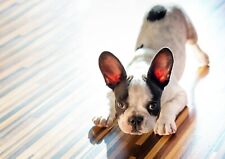 Cute french bulldog for sale  SELBY