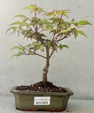 Large acer palmater for sale  LUTTERWORTH