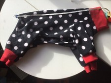 Italian greyhound dog for sale  COLCHESTER
