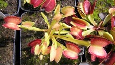 Pianta carnivora dionaea usato  Grumo Appula