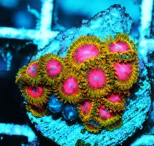 Awesome blossom zoa for sale  Thousand Oaks