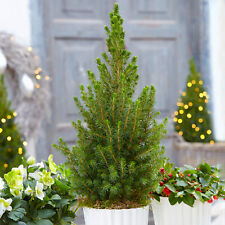 4ft conifers for sale 4ft conifers for sale UK
