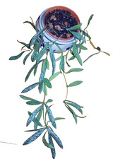 Hoya sigillatis silver gebraucht kaufen  Deutschland
