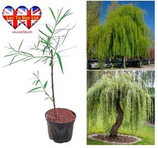 Willow tree pot for sale  HUDDERSFIELD