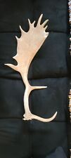 One fallow deer for sale  Madison