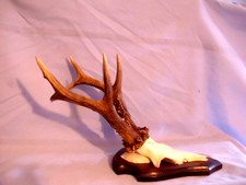 6er rehbock rehgehörn gebraucht kaufen 6er rehbock rehgehörn gebraucht kaufen  Düsseldorf