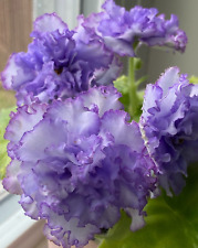 African violet beautiful for sale  Woodstock