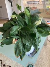 Einblatt blüten knospen gebraucht kaufen Einblatt blüten knospen gebraucht kaufen  Offenbach am Main