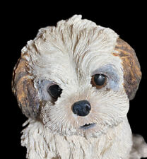 Shih tzu pup for sale  Baytown