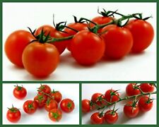 Cherry tomato seeds for sale  Douglasville