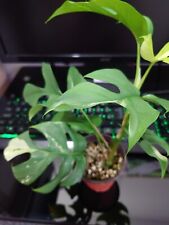 Rare rhaphidophora tetrasperma for sale  BOOTLE