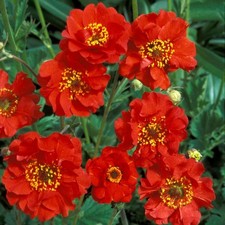 Geum mrs bradshaw for sale  BELLSHILL