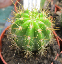 Echinopsis bourne razzle for sale  BRISTOL