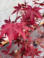 Acer palmatum red for sale  Mount Pleasant